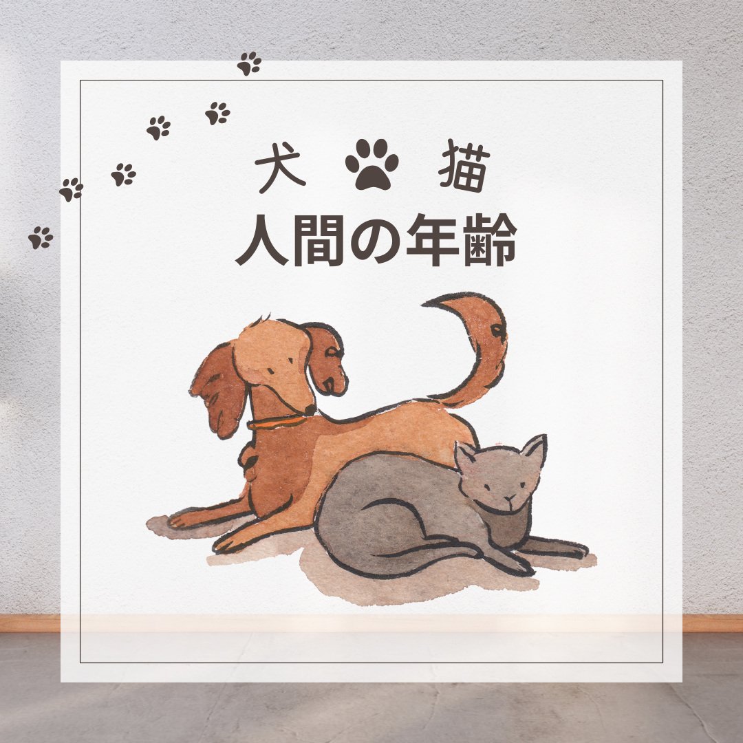 🐶犬🐾猫の年齢について🐱