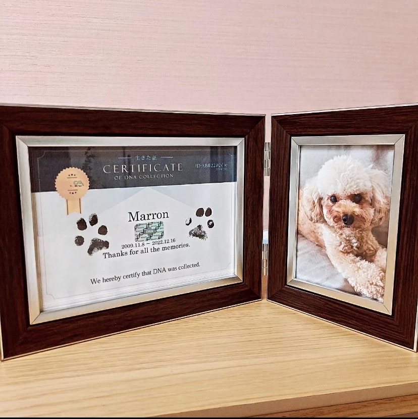 ✨DNAフォトカードについて✨